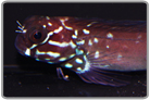 Tribal Blenny
